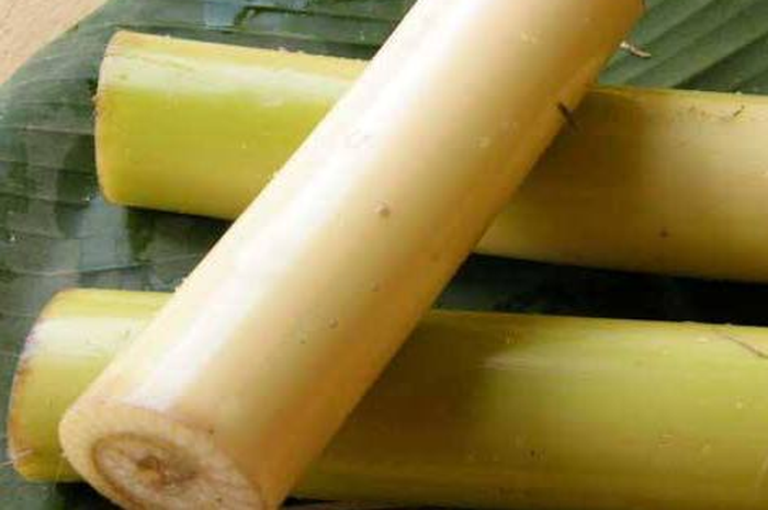 Batang pohon pisang