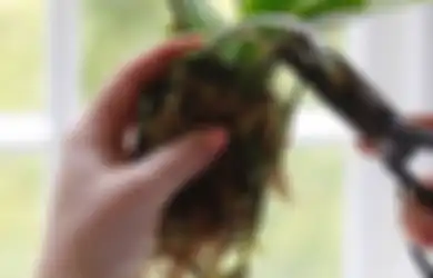 Jawaban Apakah Fungsi Akar, Batang, Daun dan Bunga Pada Tanaman