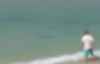 Viral Video Puluhan Hiu Menepi di Pantai Bali Beberapa Hari Terakhir, Benarkah Berbahaya? Ini Kata Para Ahli