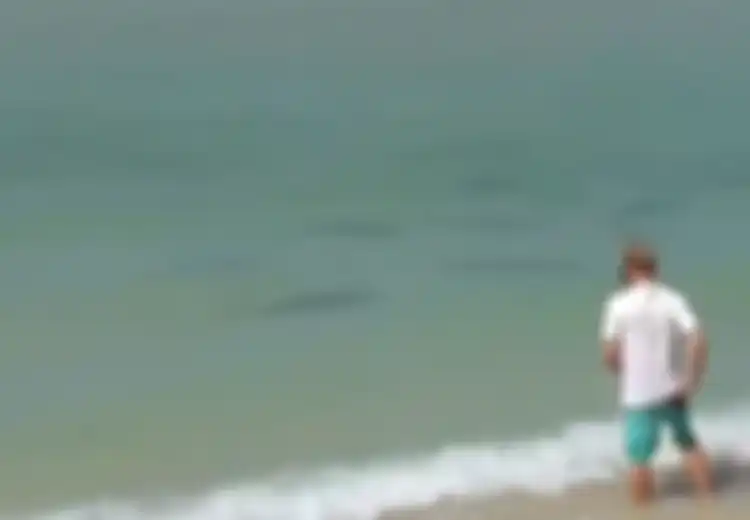 Viral Video Puluhan Hiu Menepi di Pantai Bali Beberapa Hari Terakhir, Benarkah Berbahaya? Ini Kata Para Ahli