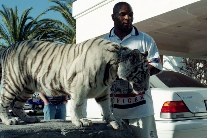 Mike Tyson pernah memelihara harimau bengali putih.