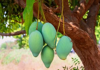 5 Arti Mimpi Kejatuhan Buah Mangga, Ternyata Jadi Pertanda Kemakmuran dan Kesuksesan Lho, Simak Penjelasannya