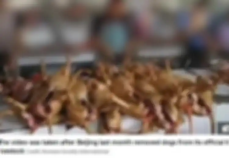 Keji, Demi Konsumsi Daging Anjing Oknum Ini Sampai Mencuri Anjing dan Pukuli Sampai Mati, Ini Bahayanya Memakan Daging Anjing