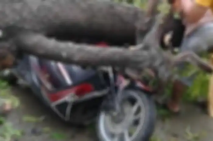 Motor Yamaha NMAX rusak akibat tertimpa pohon di Cilegon, pemotor patah tangan kiri.