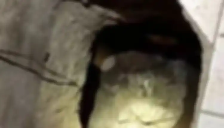 Tukang Selingkuh Tingkat Dewa, Pria Ini Sampai Niat Bangun Terowongan Rahasia Menuju Rumah Kekasih Gelapnya Meski Sudah Berkeluarga