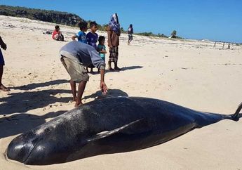 11 Paus Terdampar di Pantai NTT, 10 di Antaranya Mati, Tim BKKPN Buka Suara Terkait Fenomena Tersebut