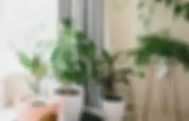 Rumah Penuh Polutan Ini Gejalanya! Pakai Tanaman untuk Menyerap Zat Berbahaya Ini