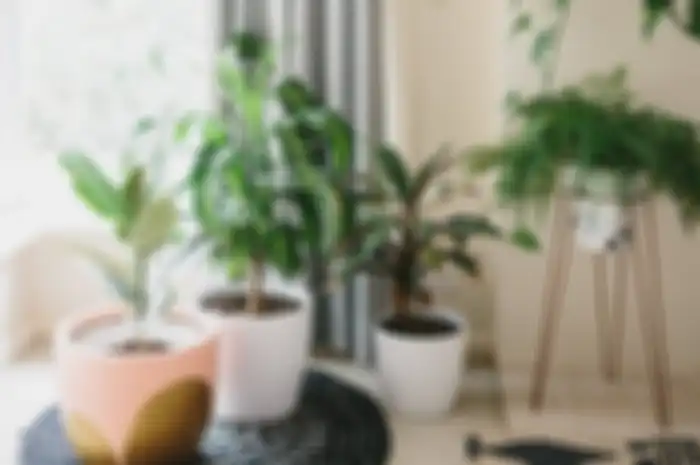 Indoor plant atau taman dalam ruang dibuat dengan memerhatikan tema ruang keseluruhan.