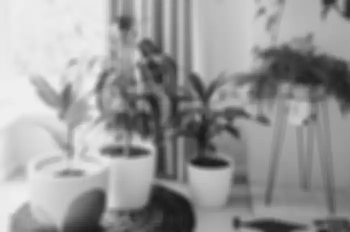 Indoor plant atau taman dalam ruang dibuat dengan memerhatikan tema ruang keseluruhan.