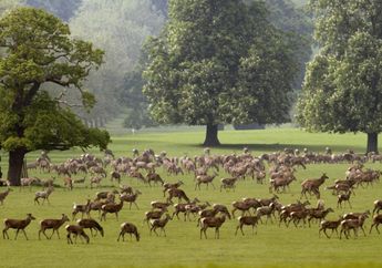 Empat Anak Ditangkap Karena Dicurigai Membunuh Rusa Ratu Elizabeth II