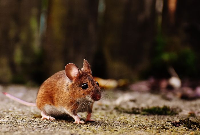 Ilustrasi ramalan shio tikus