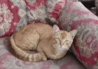 Ditinggal Majikannya Lari Selamatkan Diri dari Awan Panas Gunung Semeru, Kucing Oren Ini Ditemukan Masih Hidup dan Meringkuk di Kursi Penuh Abu, Begini Kondisinya!