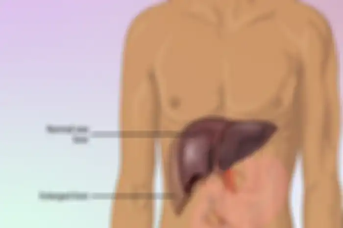 (ilustrasi) Organ hati berfungsi untuk mengambil sari-sari makanan di dalam darah dan menghasilkan empedu.