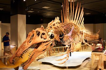 Dinosaurus yang hidup di benua ini selama Era Mesozoikum termasuk yang paling ganas di planet ini. Mulai dari Aardonyx hingga Spinosaurus.