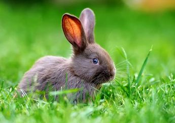 Arti Mimpi Memelihara Kelinci Ternyata Berhubungan Erat dengan Keinginan dan Naluri Ada Apa Gerangan? 