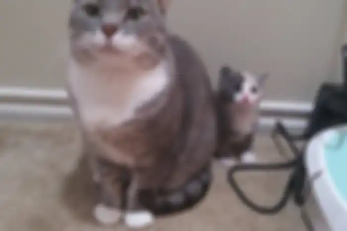 Kucing
