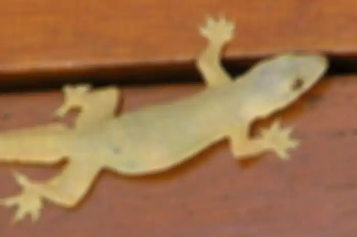 Cicak Jenis Cosymbotus platyurus