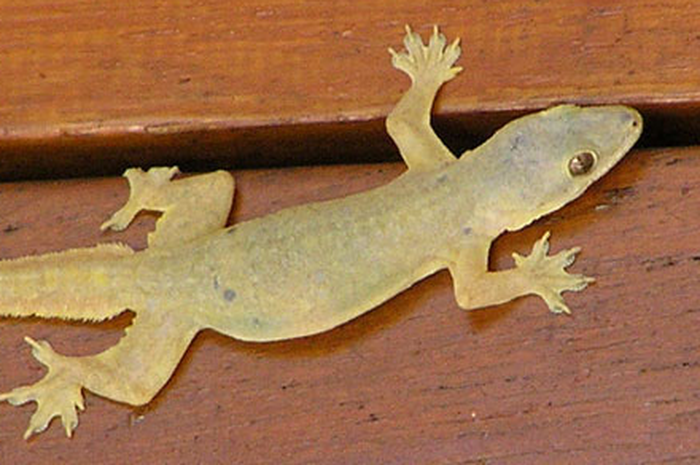 Cicak Jenis Cosymbotus platyurus