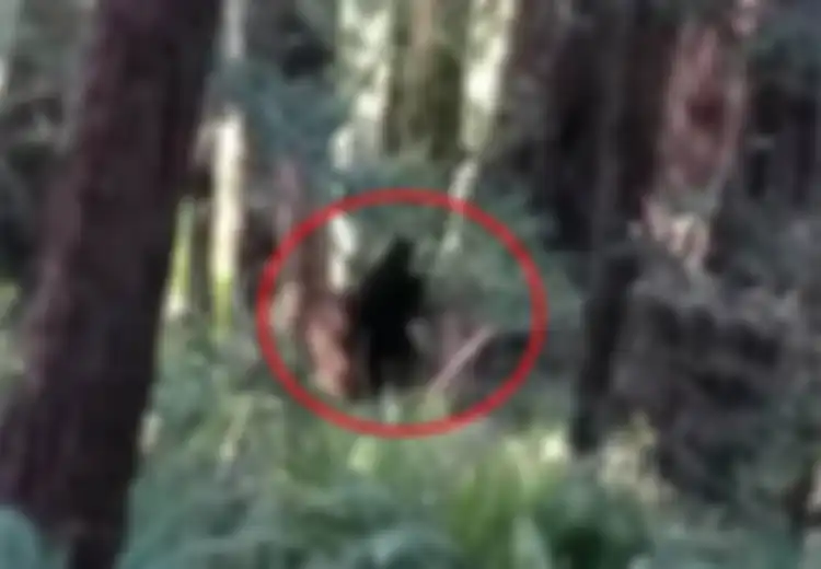 Bikin Satu Kampung Panik, Manusia Serigala Konon Muncul dan Membunuh Penduduk Kampung, Saksi Mata Ungkap Fakta Mencengangkan Ini,  'Anjing-Anjing Itu Mencabik-Cabik Anak Saya'