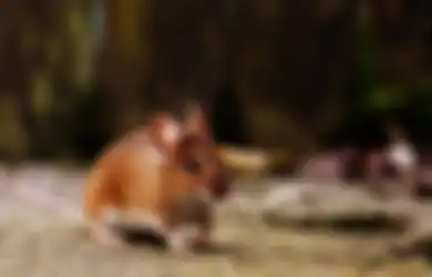 Bikin Melongo! Ramuan Murah Meriah Ini Ternyata Ampuh Usir Tikus yang Berkeliaran di Rumah