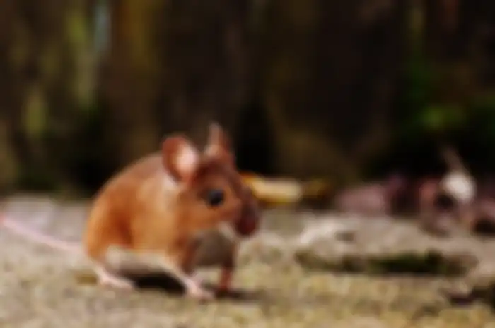 Tikus bisa diusir secara alami dari rumah kalau Anda menggunakan bahan yang selalu dipakai untuk mandi ini