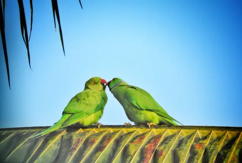 Qichqirayotgan qahramon bilan porno Arman porno