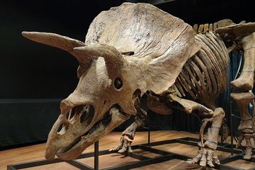Big John, kerangka dinosaurus tricetarops terbesar di dunia yang pernah ditemukan.