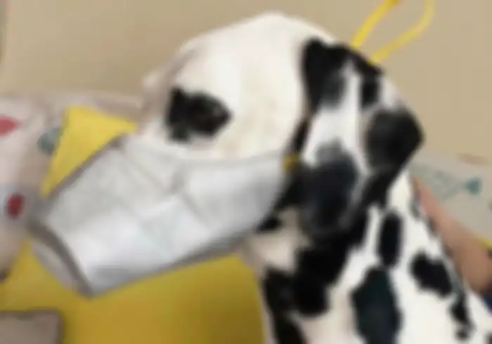 Anjing di China memakai masker untuk menghindari virus corona.