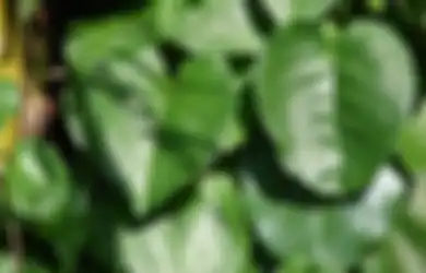 Kerap Dipandang Sebelah Mata, Siapa Sangka Daun Binahong Ampuh Sembuhkan Penyakit Mematikan Jika Diolah Seperti Ini, Khasiatnya Gak Kalah dari Obat