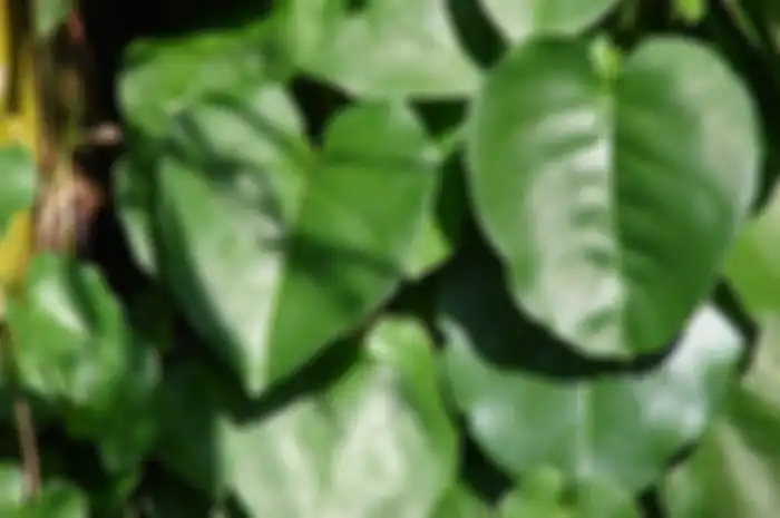 Manfaat daun binahong untuk obat alami