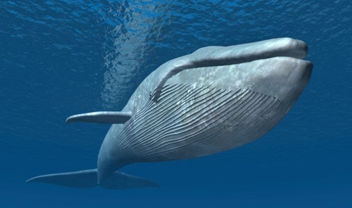 Paus biru (Balaenoptera musculus). Salah satu satwa paling mengagumkan dalam dunia hewan, terutama karena kebesarannya.