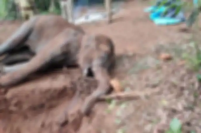 Gajah yang tewas setelah memakan nanas berisi petasan.
