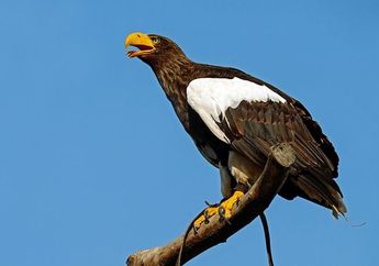 Mengalahkan Kemampuan Mata Kita, Inilah 3 Hewan dengan Penglihatan Terbaik