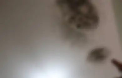 Agar Rembes dan Bocor di Kamar Mandi Tak Terjadi Berulang Kali, Jangan Salah Pilih Waterproofing!