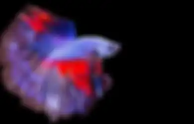 Salon Ikan Cupang Laris Lho untuk Merapikan Sirip Menjadi Lebih Indah, Ikan Dibius Terlebih Dahulu