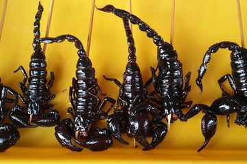 Serangga bisa menjadi sumber protein yang murah dan ramah lingkungan dibandingkan daging sapi.