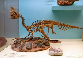 Oviraptor, Layakkah Mereka Dijuluki sebagai Dinosaurus Pencuri Telur?