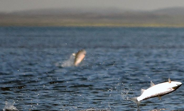Ikan ternyata juga bisa merasa kedinginan. Lalu bagaimana cara ikan mengatasi suhu air yang dingin?