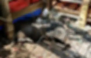 Indonesia 'Darurat' Isu Babi Ngepet, Ahli Budaya Negeri Paman Sam Bongkar Asal Mula Mitos Pesugihan Ini, Berikut Hasil Riset dan Penelitiannya