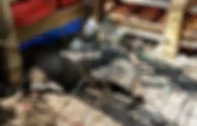Indonesia 'Darurat' Isu Babi Ngepet, Ahli Budaya Negeri Paman Sam Bongkar Asal Mula Mitos Pesugihan Ini, Berikut Hasil Riset dan Penelitiannya