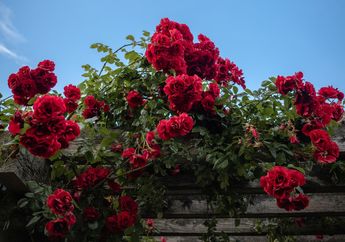 5 Arti Mimpi Diberi Hadiah Bunga Mawar Merah oleh Pacar, Ternyata Jadi Pertanda Kekasih Menghargai Hubungan, Simak Penjelasannya
