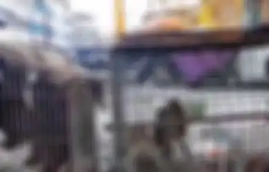 Kepala Anjing yang Terputus, Otak Babi, dan Monyet dalam Kandang Sempit: Video Horor Memperlihatkan Pasar Hewan Liar yang Masih Aktif