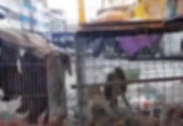 Hewan pembawa virus seperti kelelawar dan luwak dikurung di kandang kotor
