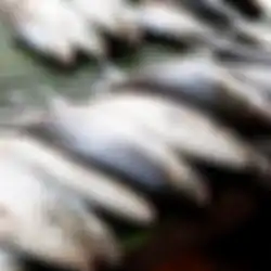 Wajib Tahu, Ini Ciri Bandeng yang Tidak Segar Dan Tidak Layak Di Beli