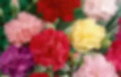 5 Bunga Ini Jangan Diberikan di Momen Romantis! Ada Lambang Kesialan?