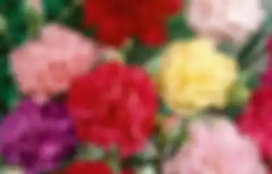 5 Bunga Ini Jangan Diberikan di Momen Romantis! Ada Lambang Kesialan?