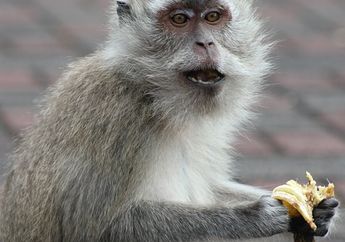 15 Arti Mimpi Monyet Menurut Primbon Jawa, Benarkah Pertanda Pasangan Anda Akan Direbut?