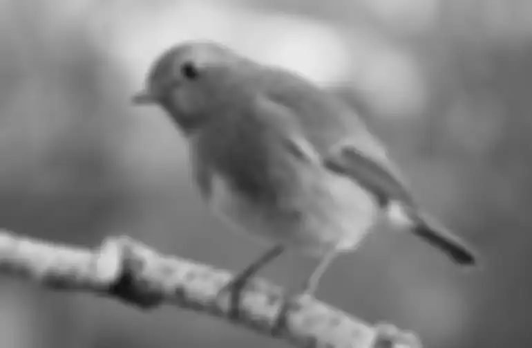 burung robin