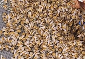 Awalnya Seperti Gumpalan Awan Hitam, Namun Suaranya Mendengung Begitu Keras, Ternyata 25.000 Lebah 'Menyerang,' Lihat yang Dilakukannya