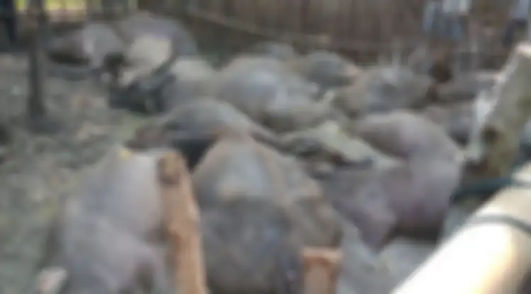 19 ekor ternak kerbau mati tersambar petir di Dusun II, Desa Urutan, Kecamatan Andam Dewi, Tapanuli Tengah, Senin (19/8/2019) dan menjadi tontonan warga. Selain kerbau, seorang warga juga tewas karena petir di saat yang sama.